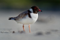 Kulik cernohlavy - Thinornis cucullatus - Hooded Plover o4795